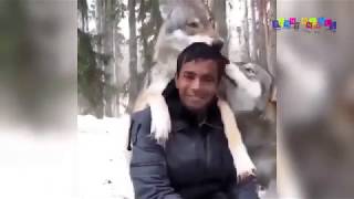 Разные приколы с разными животными. Весёлый пингвин.