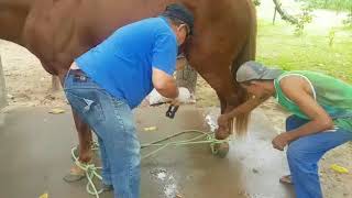 Castração de cavalo em pé - primeira parte Vet. Carlos Carvalho. Carlito
