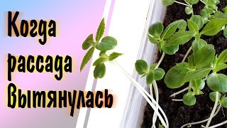 Когда рассада вытянулась: бальзамин пересадка