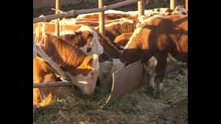 Земля Самарская. Шентала 31.10.2012