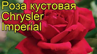 Роза кустовая Chrysler Imperial. Краткий обзор, описание характеристик, где купить саженцы