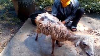 cara memandikan kambing dan domba