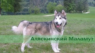 Аляскинский маламут