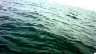 FLY FISHING FOR TUNA IN TAMPA BAY