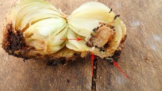 Луковая муха внутри луковицы