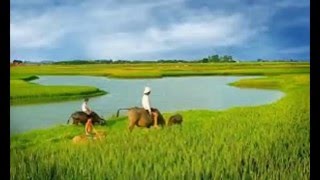 Những bức ảnh đẹp mê hồn của đồng quê miền Bắc Việt Nam