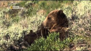 Osos contra Lobos