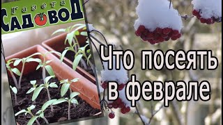 Что посеять в феврале