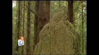 Itinéraire Bretagne - La forêt de Camors  (56)