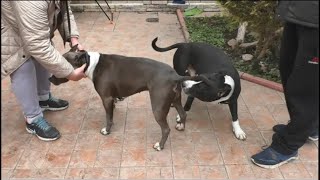 Амстаффы Оззи и Санта. Знакомство American Staffordshire Terrier.