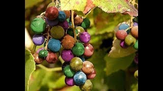 Укоренение винограда . Итоги эксперимента на февраль 2018. Виноград центр / the grapes center