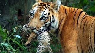 wildlife documentary - Wild Thailand A Land of Beauty - Discovery channel animals - Animal planet