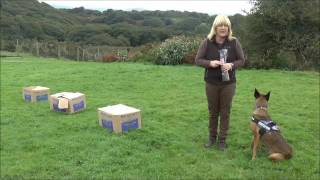 Dog Training:  Fun Scent Games