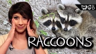 Raccoons Are Weird, Gross & Beautiful