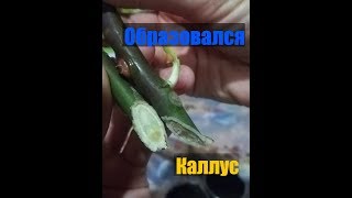 Образовался каллус на черенках роз