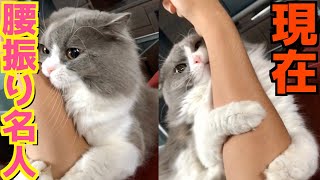 飼い主に高速で腰振りしてた猫が去勢手術をして半年後の現在...