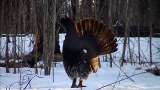 Глухариная школа (Tetrao urogallus L., sad.)