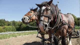 Biogärtnerei Wurzelwerk -- Arbeiten mit Pferden