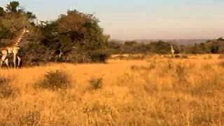 Lion chases Giraffe!