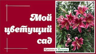 Мой цветущий сад. Сад красок и ароматов.