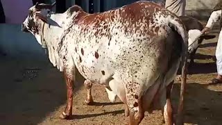 4 Cow Pure Cholistani For sale Ready for sale