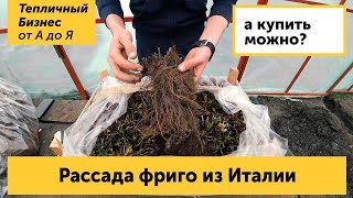 Рассада фриго из Италии. Кабрильо и Мурано - топовые сорта земляники (клубники) на 2019 год
