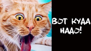 АНЕКДОТ ПРО МУЖА И КОШКУ!