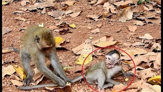 Why baby Charles cry shout loudly coz big monkey bite,king fluffy run attack all adult monkey