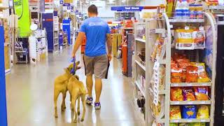 Milo Stella Aggressive pair Off Leash K9 Phoenix Best Arizona Dog Trainers