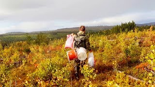 СЕМЕЙНЫЙ ПРОМЫСЕЛ. СБОР БРУСНИКИ. ПРИЯТНАЯ НАХОДКА.