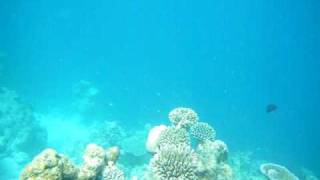 Мальдивские коралловые рифы Adaaran Club Rannalhi Maldives