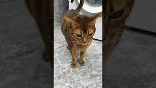 Абиссинская кошка нападает!!!!!!Очень злая!!!Кошмар!!!!