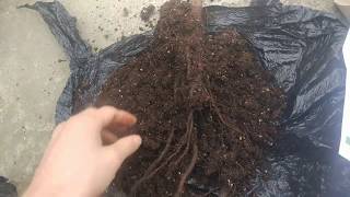 Распаковка посылки с саженцами от Беккер