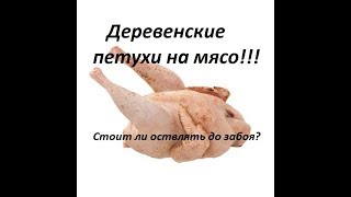 #Забой петухов#Выход мяса#Деревенские петухи