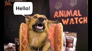 TALKING DOGS! ...DOGGY CHAT SHOW LIVE.