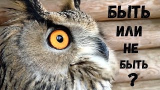 Филин Варя и сова Басик.