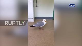 UK: Drunk seagull cause for concern as activists blame alcohol producers