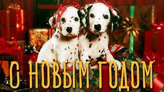 Прикольное Видео Поздравление на Новый год Собаки. С Новым Годом!