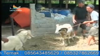 Budidaya Ternak Domba Garut, Liputan Indosiar - www.kandangkambingportabel.com