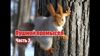 Пушной промысел (часть 3/3)