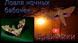 Ловля ночных бабочек без цензуры. Бражники. Catching moths without censorship.