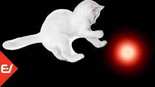 Лазерная игрушка для кошек. Видео для кошек на экране