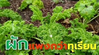 ปลูกผักคะน้าฝรั่งราคาแพงกว่าทุเรียน (Growing kale) Farm Station