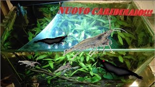 nuovo caridinaio!!! (da vasca accrescimento avannotti a caridinaio)