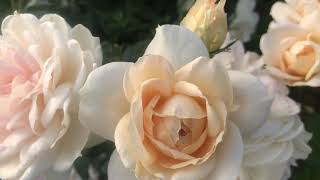 Незабываемое Цветение розы Лионс Роуз (Lions Rose). Питомник Роз ЕЛЕНЫ ИВАЩЕНКО