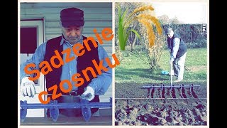 JESIEŃ NA DZIAŁCE - sadzimy czosnek