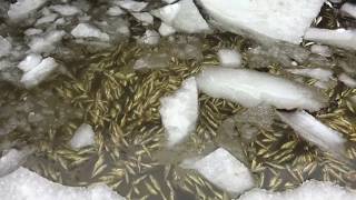 В Чебоксарах массово гибнет рыба