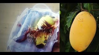 Growing Mangos From Seed - How to plant a mango seed and grow a mango tree
