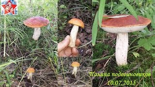 Грибы. Поляна подосиновиков и борьба с червяками. 10.07.2015. Тихая охота. Грибалка.