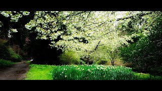 Lucio Battisti - I giardini di marzo ( free piano cover N. Di Modugno)